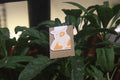Ginger Cat - Magnetic Bookmark